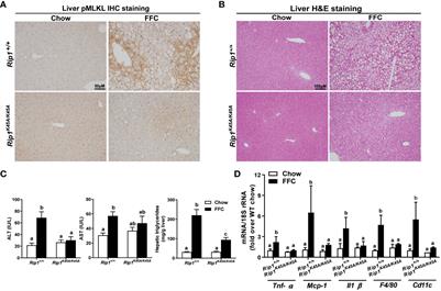 Receptor-interacting protein 1 and 3 kinase activity are required for high-fat diet induced liver injury in mice